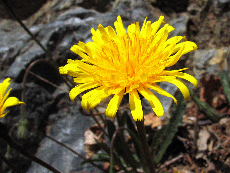 Leontodon tenuiflorus / Dente di leone insubrico.